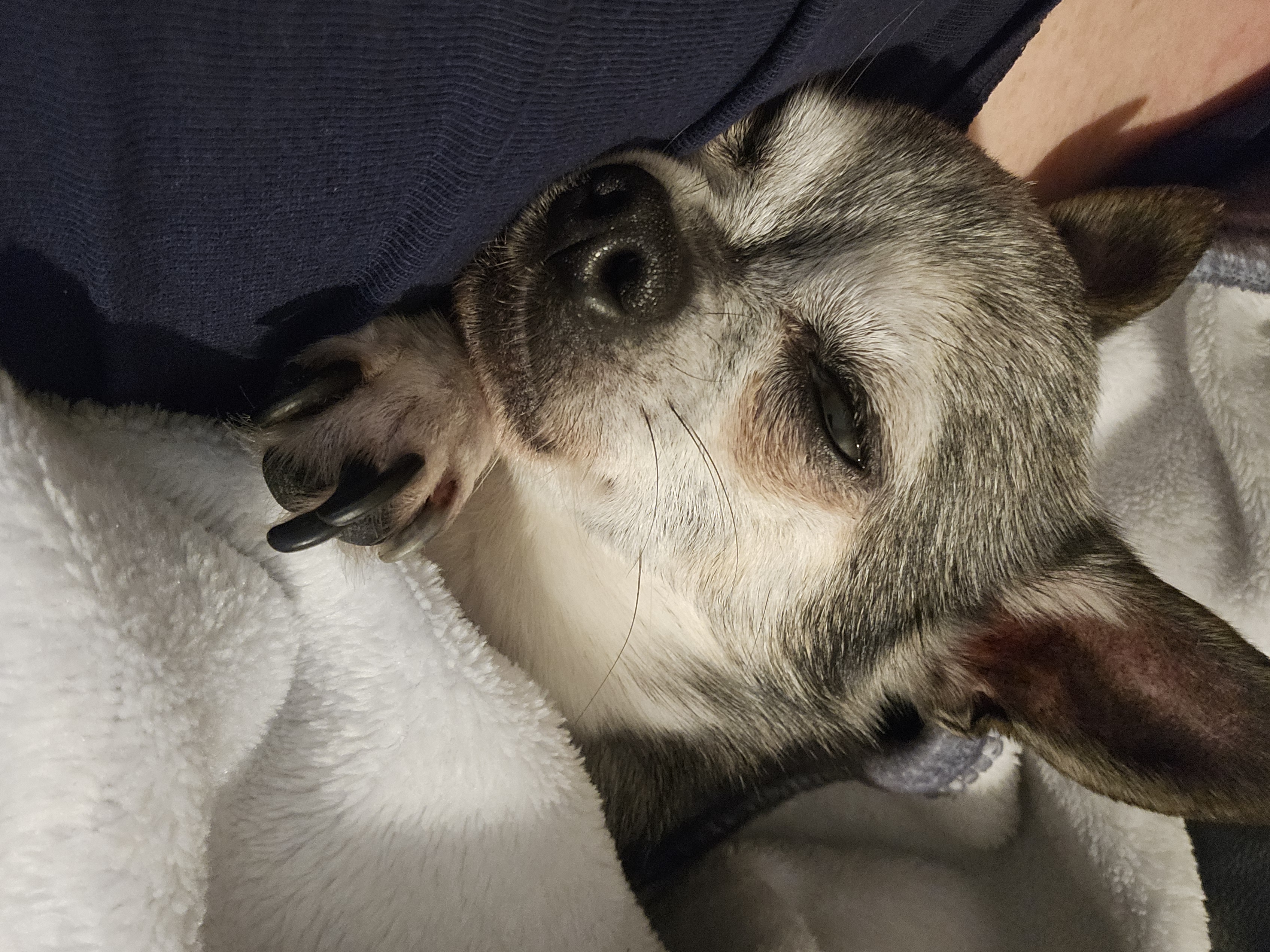 Evening Walk with Dog